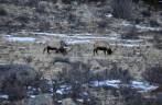Elks pastam tranquilamente no Rocky Mountains National Park, perto de Boulder, no Colorado, nos Estados Unidos